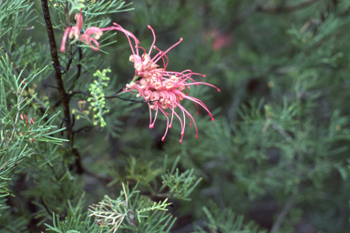 APII jpeg image of Grevillea plurijuga subsp. plurijuga  © contact APII