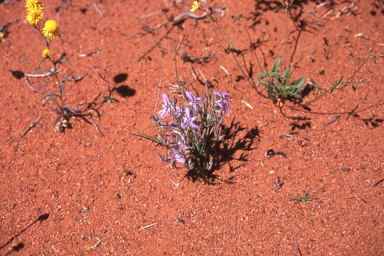 APII jpeg image of Thysanotus exiliflorus  © contact APII