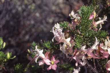 APII jpeg image of Eremophila abietina  © contact APII