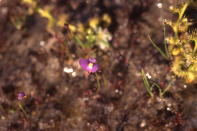 APII jpeg image of Utricularia violacea  © contact APII