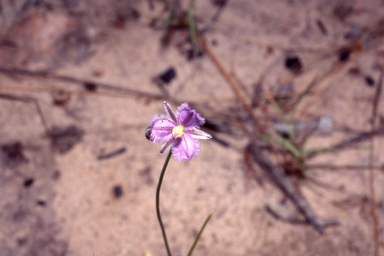 APII jpeg image of Thysanotus chinensis  © contact APII