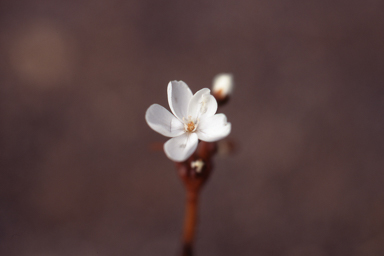 APII jpeg image of Drosera bulbosa  © contact APII