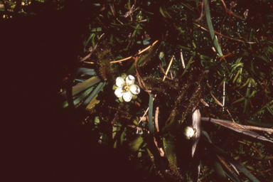 APII jpeg image of Drosera arcturi  © contact APII