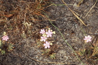 APII jpeg image of Drosera dilatatopetiolaris  © contact APII