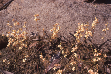 APII jpeg image of Utricularia fulva  © contact APII