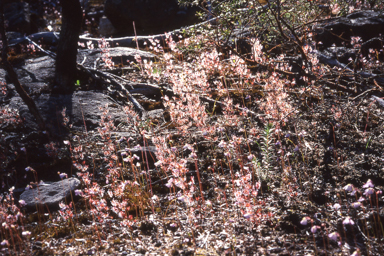 APII jpeg image of Drosera peltata?  © contact APII