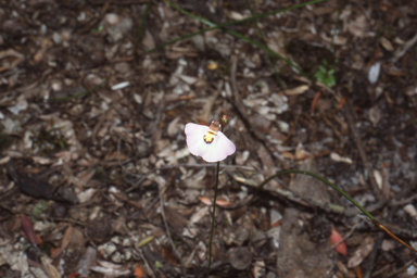 APII jpeg image of Utricularia grampiana  © contact APII