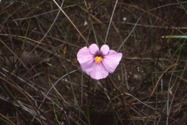 APII jpeg image of Utricularia inaequalis  © contact APII