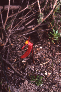 APII jpeg image of Utricularia menziesii  © contact APII