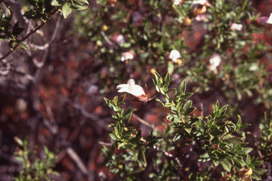 APII jpeg image of Eremophila clarkei  © contact APII