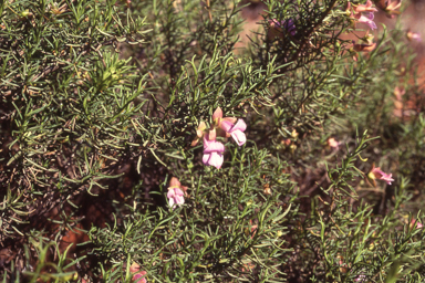 APII jpeg image of Eremophila granitica  © contact APII