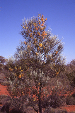 APII jpeg image of Grevillea juncifolia  © contact APII