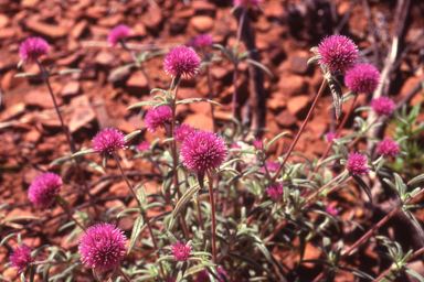 APII jpeg image of Gomphrena canescens  © contact APII