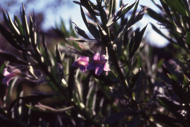 APII jpeg image of Eremophila magnifica  © contact APII