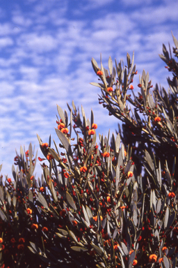 APII jpeg image of Daviesia nudiflora subsp. nudiflora  © contact APII