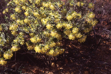 APII jpeg image of Pimelea suaveolens subsp. flava  © contact APII