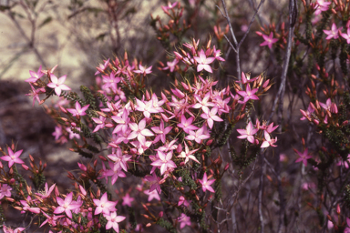 APII jpeg image of Calytrix duplistipulata  © contact APII