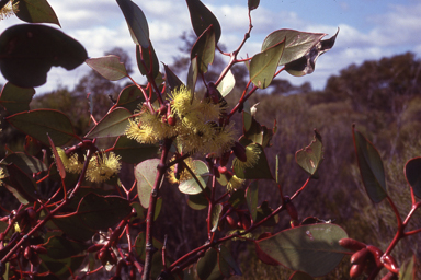 APII jpeg image of Eucalyptus grossa  © contact APII