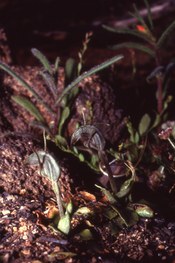 APII jpeg image of Pterostylis allantoidea  © contact APII