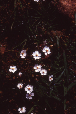 APII jpeg image of Drosera yilgarnensis  © contact APII