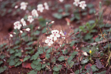 APII jpeg image of Pelargonium havlasae  © contact APII