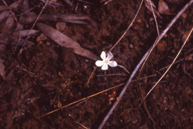 APII jpeg image of Drosera scorpioides  © contact APII