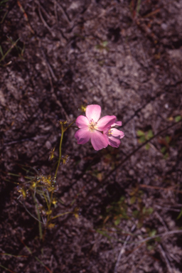 APII jpeg image of Drosera neesii  © contact APII