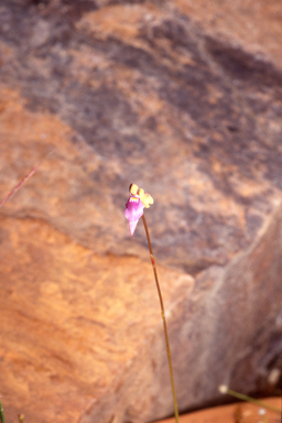 APII jpeg image of Utricularia caerulea  © contact APII