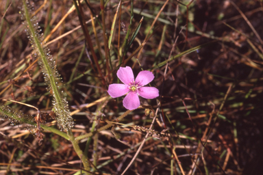 APII jpeg image of Drosera serpens  © contact APII