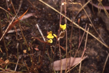 APII jpeg image of Utricularia odorata  © contact APII