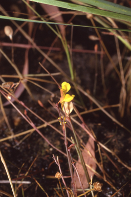 APII jpeg image of Utricularia odorata  © contact APII