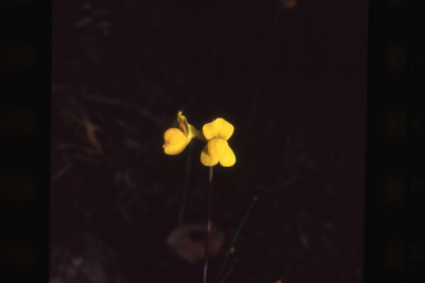 APII jpeg image of Utricularia odorata  © contact APII