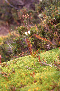 APII jpeg image of Drosera murfetii  © contact APII