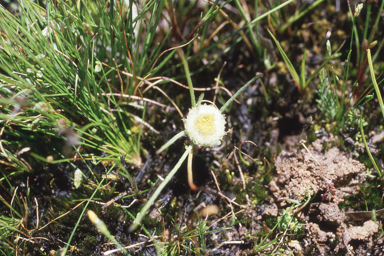 APII jpeg image of Myriocephalus rhizocephalus  © contact APII