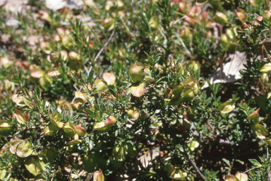 APII jpeg image of Dodonaea procumbens  © contact APII