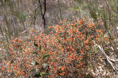 APII jpeg image of Grevillea alpina  © contact APII