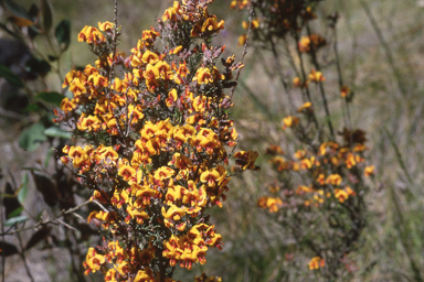 APII jpeg image of Pultenaea prostrata  © contact APII