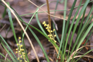 APII jpeg image of Lomandra filiformis  © contact APII