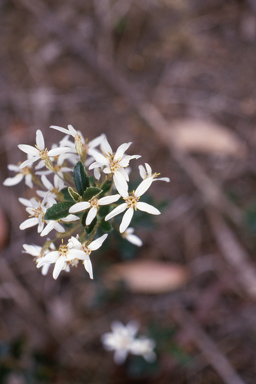 APII jpeg image of Olearia rugosa subsp. allenderae  © contact APII