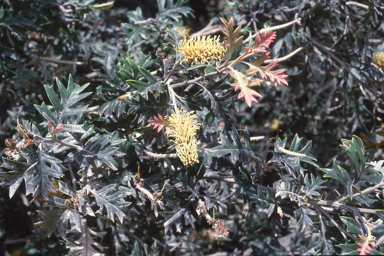 APII jpeg image of Grevillea willisii  © contact APII