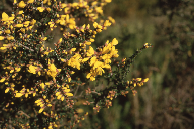 APII jpeg image of Bossiaea foliosa  © contact APII