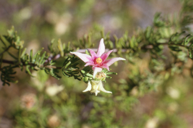 APII jpeg image of Boronia lanuginosa  © contact APII