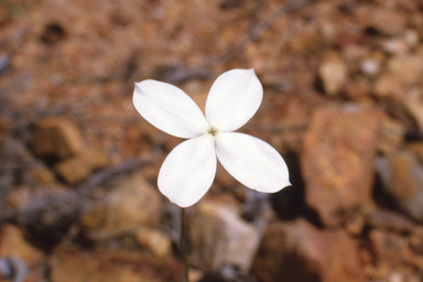 APII jpeg image of Mitrasacme nudicaulis var. nudicaulis  © contact APII