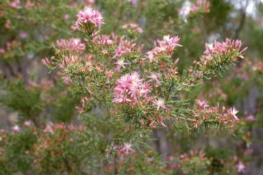 APII jpeg image of Calytrix exstipulata  © contact APII