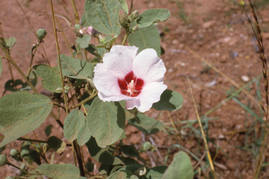 APII jpeg image of Gossypium australe  © contact APII