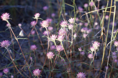 APII jpeg image of Gomphrena canescens  © contact APII