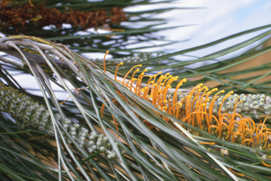 APII jpeg image of Grevillea pteridifolia  © contact APII