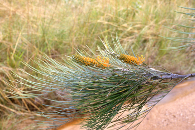 APII jpeg image of Grevillea pteridifolia  © contact APII