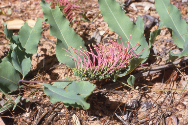 APII jpeg image of Grevillea goodii subsp. goodii  © contact APII