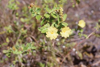 APII jpeg image of Hibbertia dealbata  © contact APII